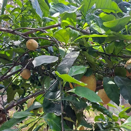 Appartamento Il Glicine Ischia