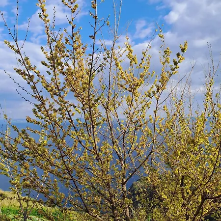 Il Glicine
